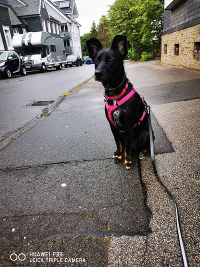 Zeigt mal eure border Collies :)-Beitrag-Bild