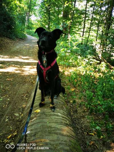 Hundetreffen-Gassirunde näheres kennenlernen und beschnuppern-Bild