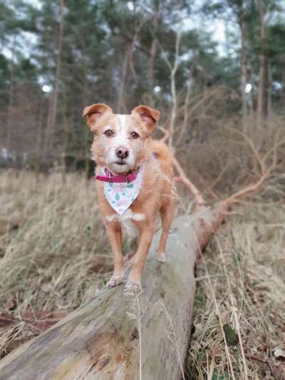 Hundetreffen-Entspannte Gassirunde-Bild