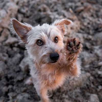 Hundetreffen-Gesellschaft für Feierabend-Spaziergänge & Wanderungen-Bild