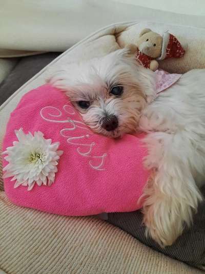 Mastzelltumor-Beitrag-Bild