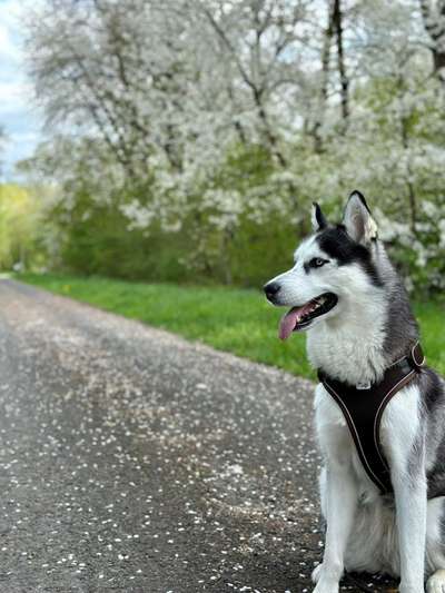 Hundetreffen-Mila sucht Spielgefährten-Bild