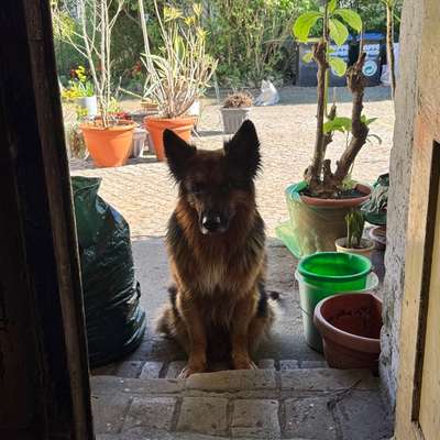 Hundetreffen-Reaktiver Schäferhund will Lernen-Bild