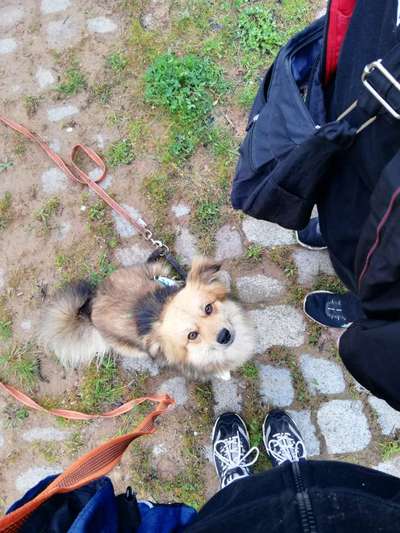 Hundetreffen-"Sicherheitstraining" per Gassirunde-Bild