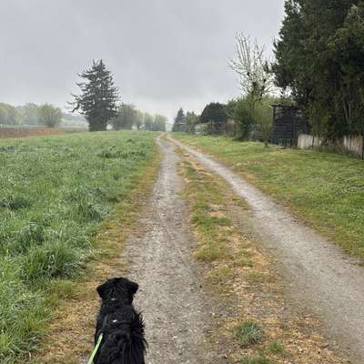Hundetreffen-Gassirunden und Spielpartner-Bild