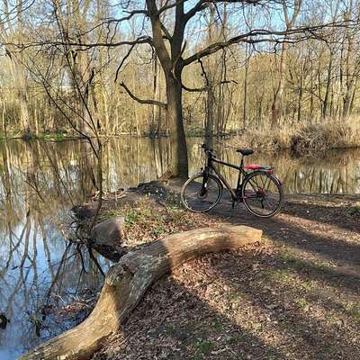 Hundetreffen-Treffen-Bild