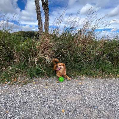 Hundetreffen-Spielen und Gassi gehen-Bild