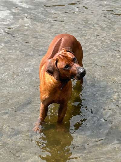 Rhodesian Ridgeback-Beitrag-Bild
