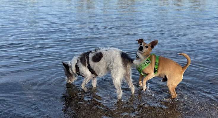 Hundetreffen-Ab und zu Gassi gehen-Bild