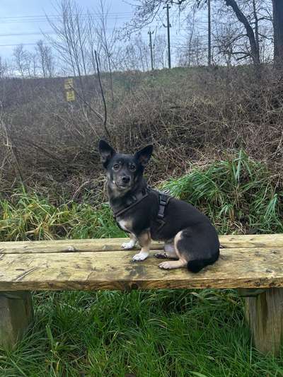 Hundetreffen-Spazieren gehen und Spielen-Bild