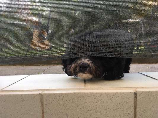 Postet das beste Foto von euren 4 beinern-Beitrag-Bild