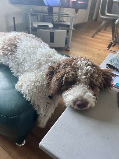 Lagotto Romagnolo Besitzer-Beitrag-Bild