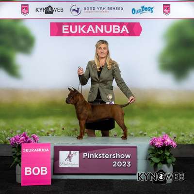 Hundetreffen-Ringtraining/ Showtraining-Bild