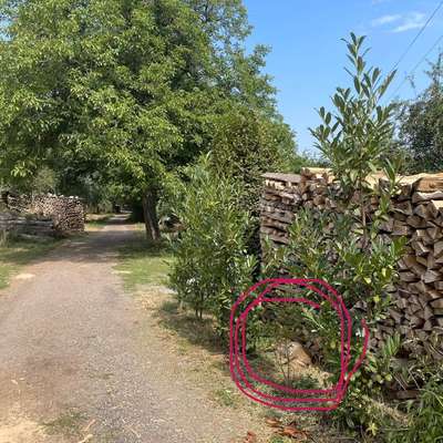 Giftköder-Totes Wildschwein-Bild