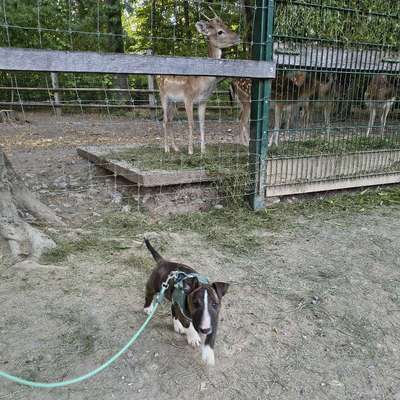 Hundetreffen-Welpentreffen-Bild