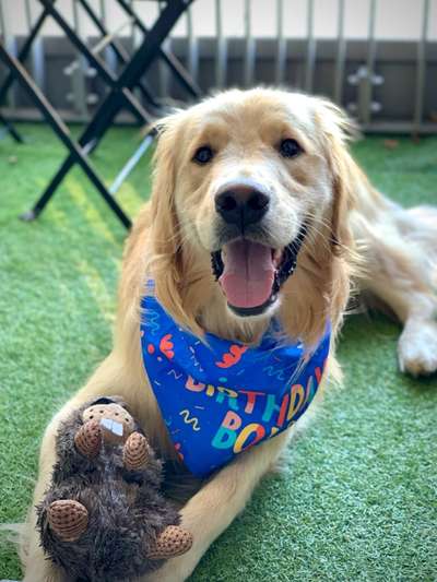 Dogorama Photo Challenge - Einmal lächeln bitte-Beitrag-Bild