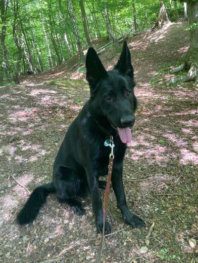 Deutsche Schäferhunde, Belgische Schäferhunde.-Beitrag-Bild