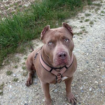Hundetreffen-Kiwi sucht Freunde zum spielen-Bild