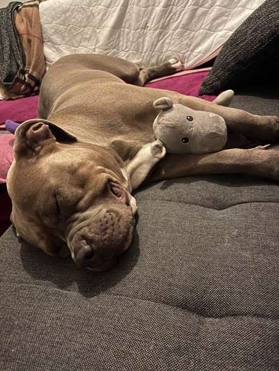 Hunderunde-Beitrag-Bild