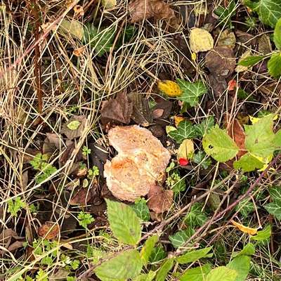 Giftköder-Verdacht Giftköder-Bild