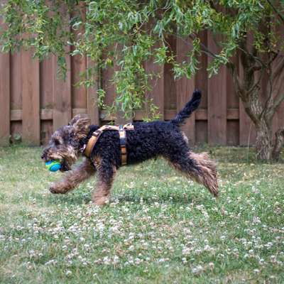 Hundetreffen-Welsh Terrier Rheinland-Bild