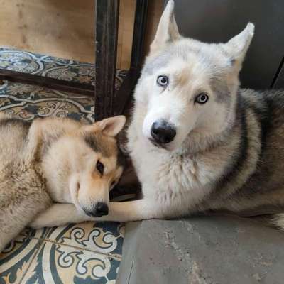 Hundetreffen-Gemeinsame Spielrunden mit der Chaotengang-Bild