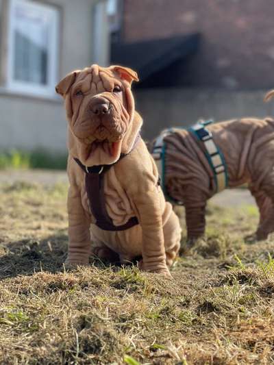 Hundetreffen-Welpen treffen in Sinnersdorf/Pulheim-Bild