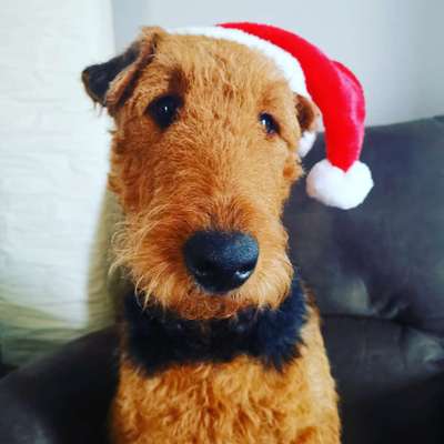 Challenge Nr. 8  Dein Hund im Weihnachtslook-Beitrag-Bild