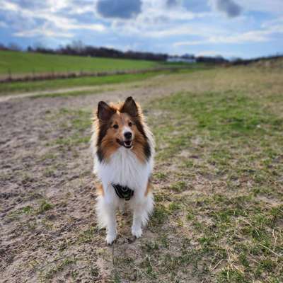 Hundetreffen-Sheltie-Spielen-Bild