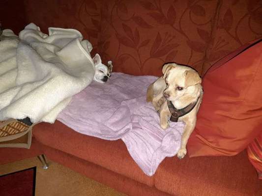 Hund im Büro 🐶💼-Beitrag-Bild