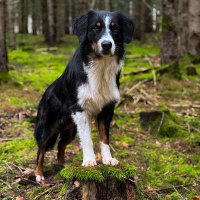 Hundetreffen-Gemeinsame Spaziergänge-Bild