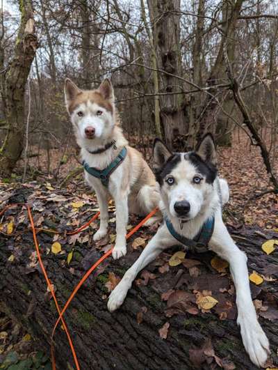 Hundetreffen-Gassi und Spielkameraden gesucht.-Bild