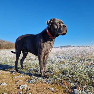 Hundetreffen-Trainingstreffen Hundebegnungen ohne Kontakt-Bild