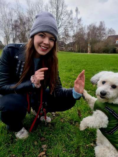 Hundetreffen-Henry möchte gerne wieder mit anderen Hunden spielen  :)-Bild