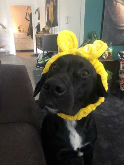 Labradorfans-Beitrag-Bild