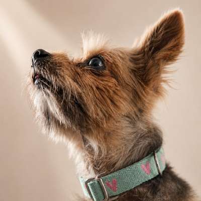 %{de_profession_title}-Halsband - Big Sweetheart-Bild