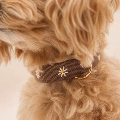 %{de_profession_title}-Halsband - Daisy-Bild