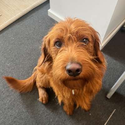 Hundetreffen-Sammy sucht Spielfreunde