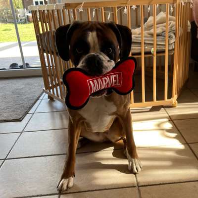 Hundetreffen-Boxer Dame 3J. Sucht Spielepartner-Bild