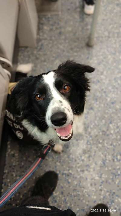 Assistenzhund-Beitrag-Bild