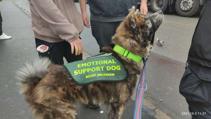 Assistenzhund-Beitrag-Bild