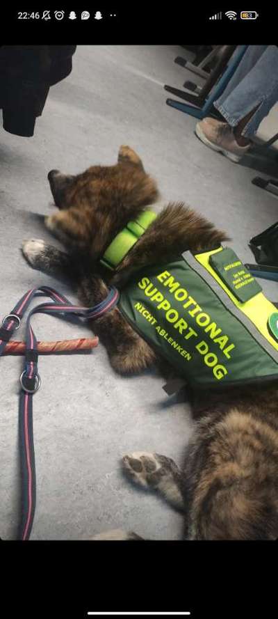 Assistenzhund-Beitrag-Bild