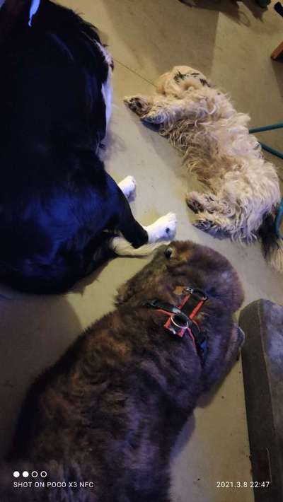 Mehrere Hunde zuhause !-Beitrag-Bild