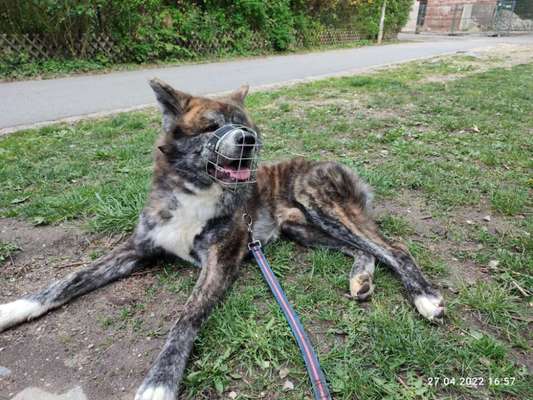 Akita Inu/American Akita (Mix) halter.-Beitrag-Bild