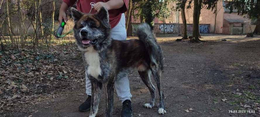 Akita Inu/American Akita (Mix) halter.-Beitrag-Bild