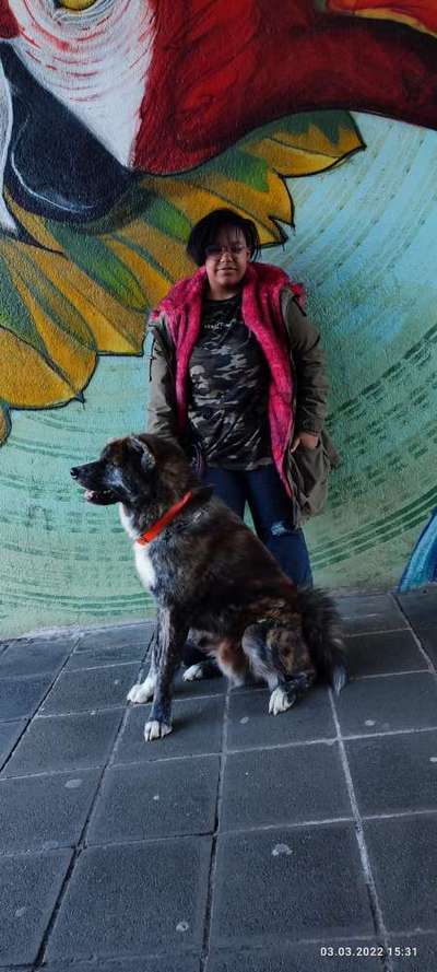 Akita Inu/American Akita (Mix) halter.-Beitrag-Bild