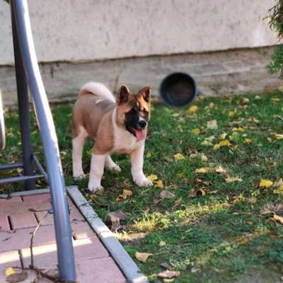 American Akita-Beitrag-Bild