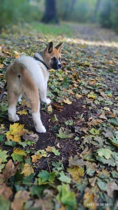 Akita Inu/American Akita (Mix) halter.-Beitrag-Bild