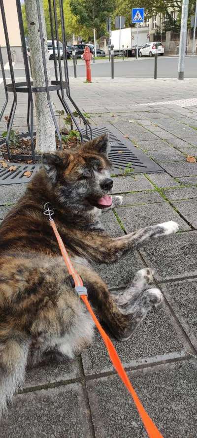 Akita Inu/American Akita (Mix) halter.-Beitrag-Bild