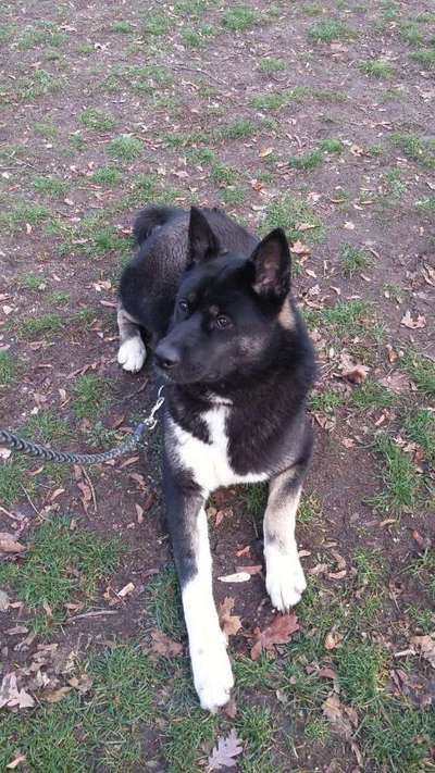 Akita Inu/American Akita (Mix) halter.-Beitrag-Bild